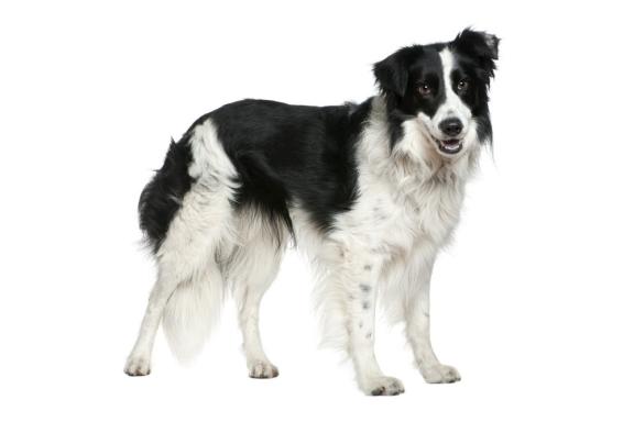 Бордер-колли